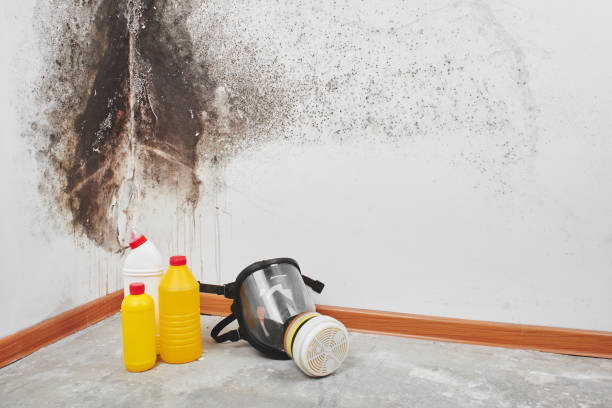 Best Health and Safety Mold Remediation in Marmora, NJ