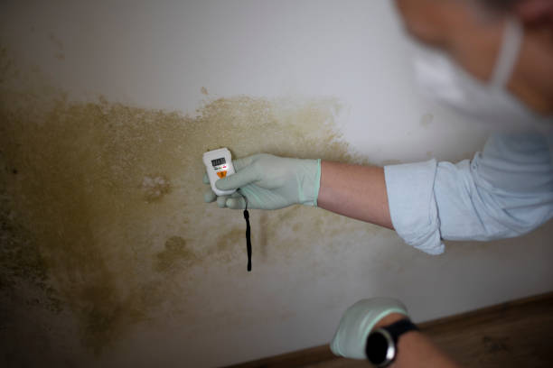 Best Commercial Mold Remediation in Marmora, NJ