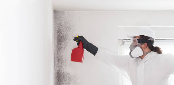 Trusted Marmora, NJ Mold Remediation Experts